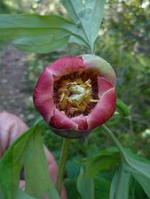 Paeonia californica flower